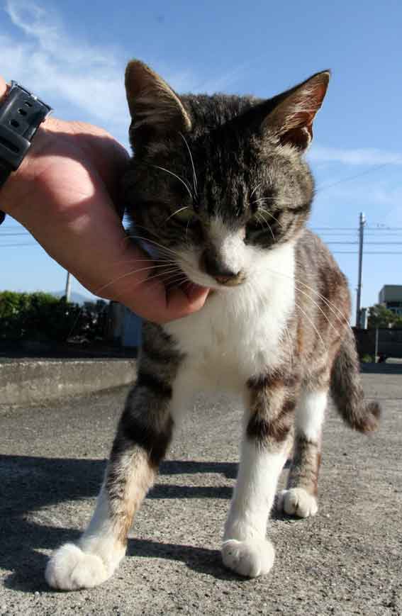 我が家のニャンコ♪2013/5/16-2