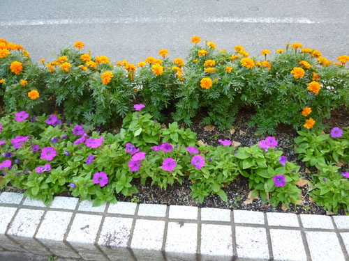花壇３.jpg