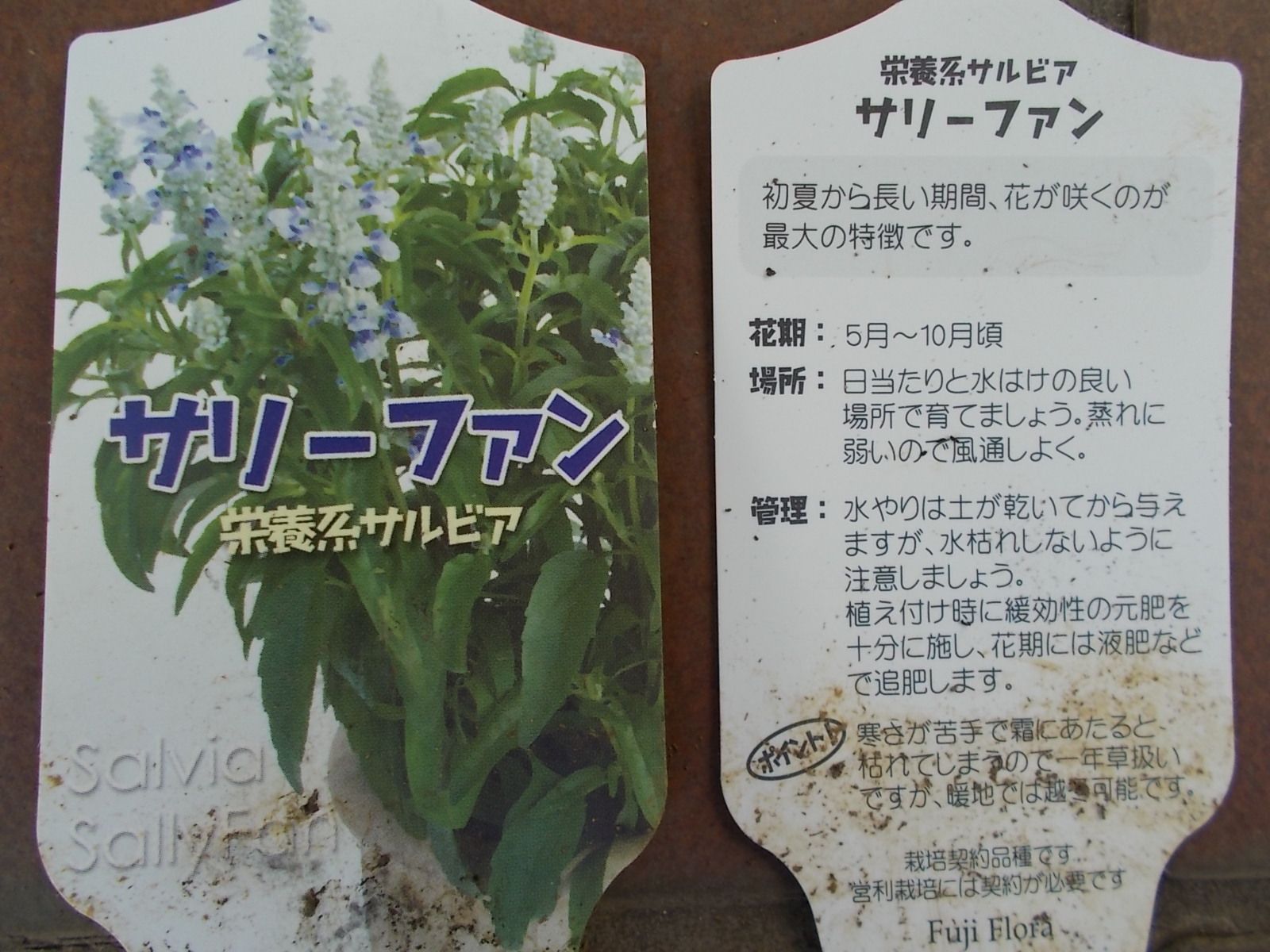 種蒔きしたマリーゴールド 千日紅を植え付けました バラを咲かせることが好き 楽天ブログ