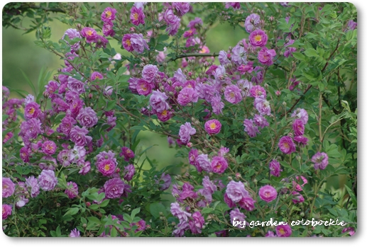 Mannington Mauve Rambler