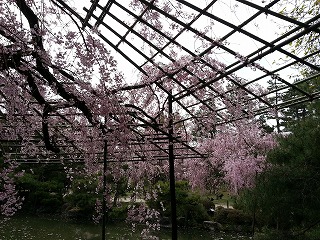 2015-04-09 12.50.26ss.jpg