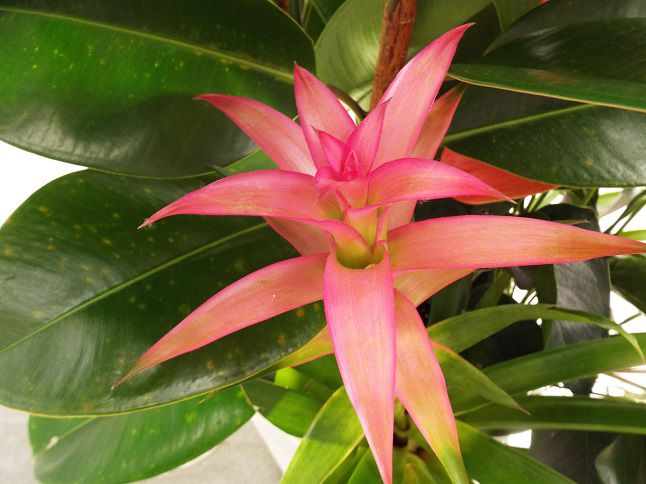 雲仙へ 考えながら読む 星の王子さま 37 22章 老いてこそ勉強 楽天ブログ