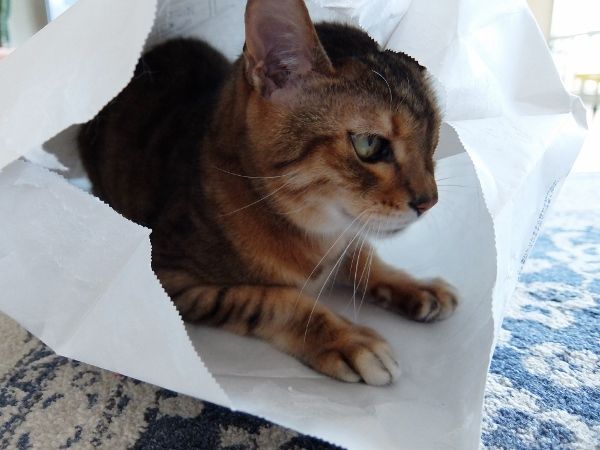 猫と紙袋 