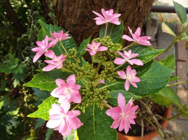 紫陽花の俳句 風景 私の英語勉強 老いてこそ勉強 楽天ブログ