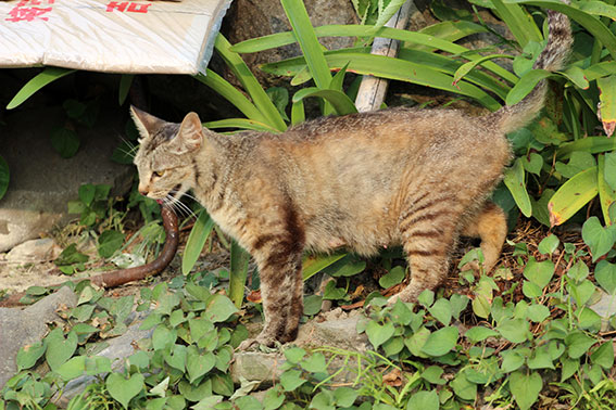 我が家のニャンコ♪2014/07/29-2