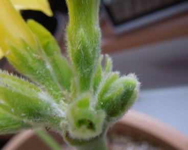 えびす笑い3-29ｰ1