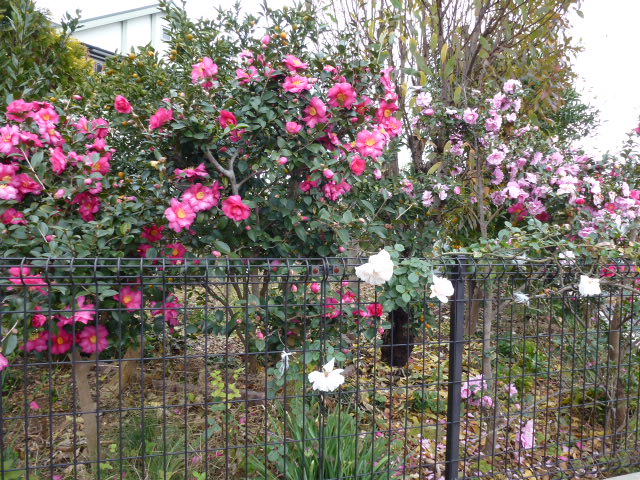 山茶花 サザンカ バラ ２種類 写真あり 私の好きな花 楽天ブログ
