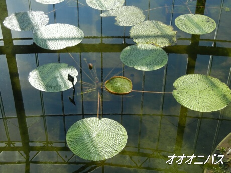 新宿御苑 大温室内の植物