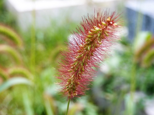 キンエノコロ (1).JPG