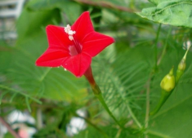 縷紅草の花 花と蕎麦とリハビリと 楽天ブログ