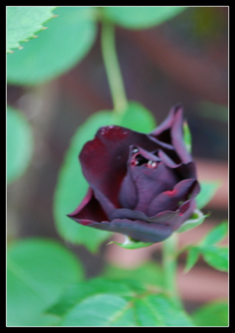 DSC_0005.JPG