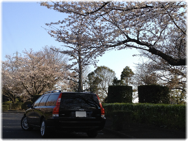20120408_V70と桜