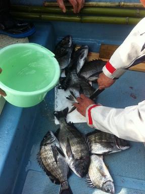 今日の船前の釣果だよ～.jpg