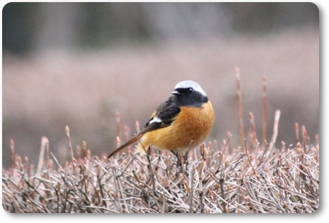 樹木公園-48 ジョウビタキ・オス-2 14.3.29