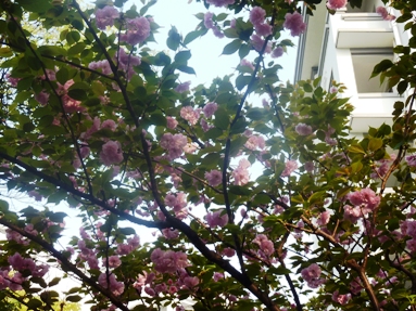 P1030340hana5.JPG