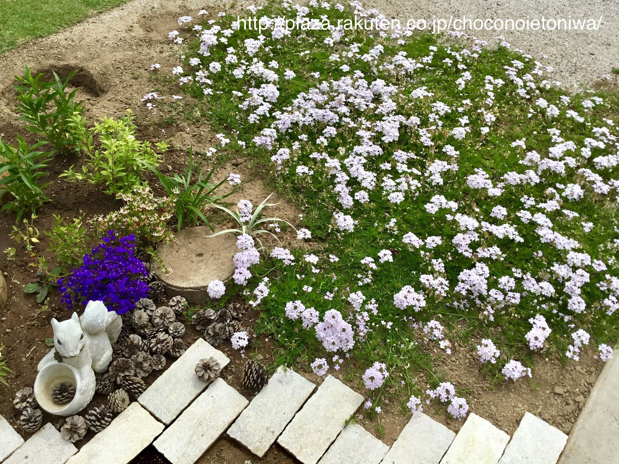 改造中のメインの庭で 2 Chocoの庭 楽天ブログ