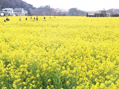 20140308菜の花畑