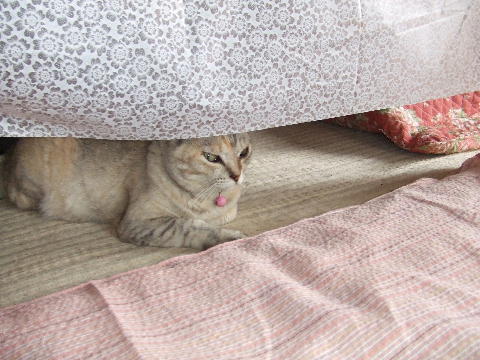 猫10.JPG