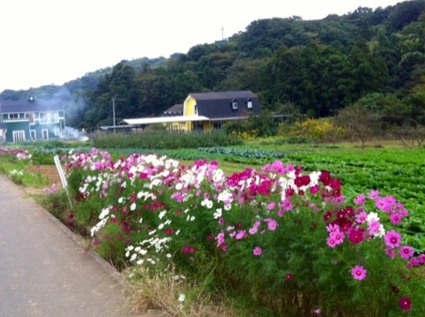 氷取沢のコスモス