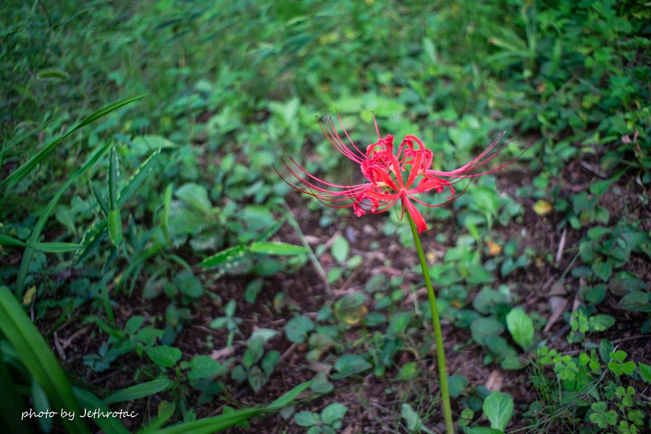 Super-Takumar 28mm F3.5（前期型）やいかに | ♡ With My