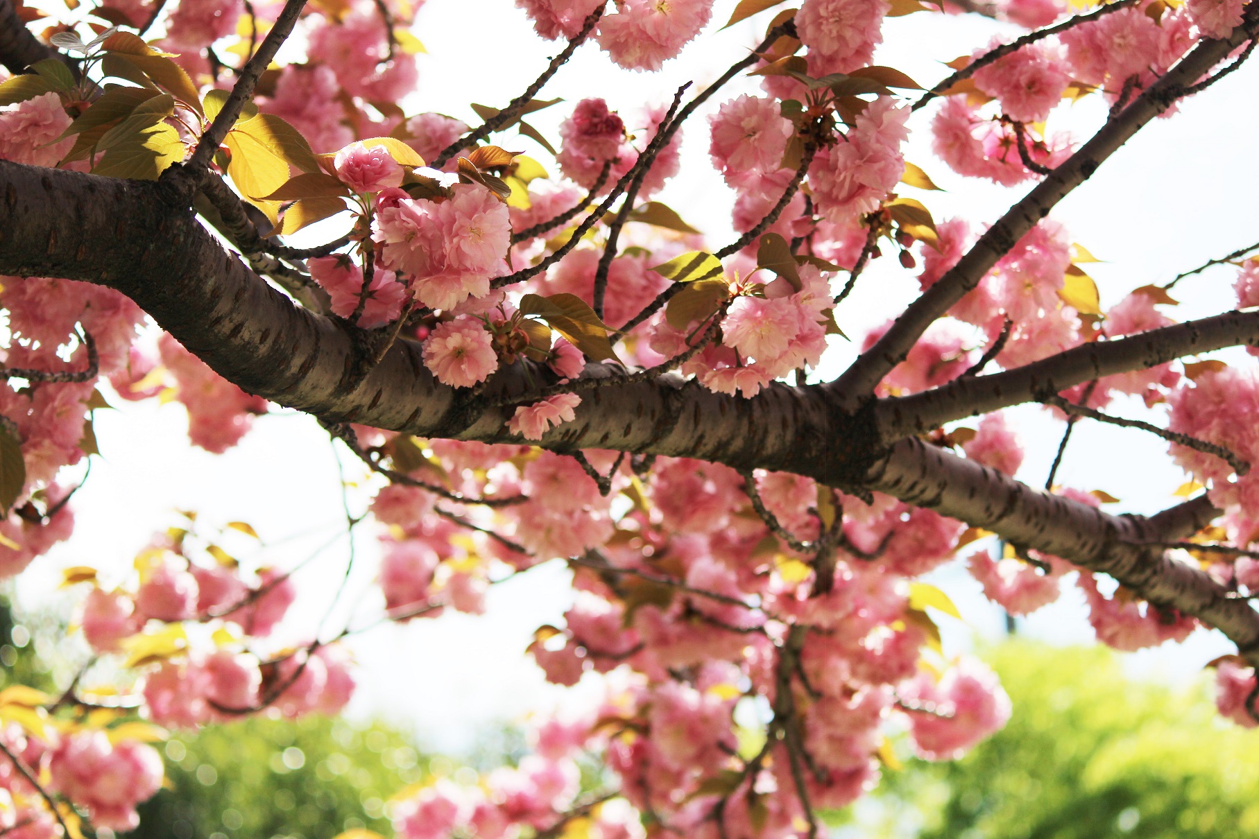 公園の八重桜３