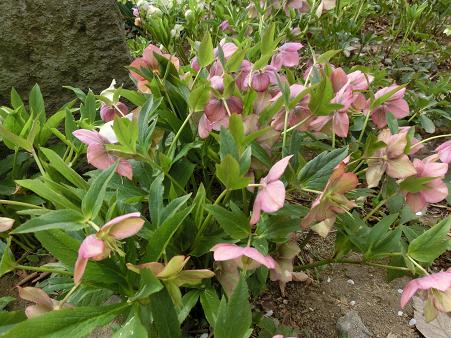 クリスマスローズ