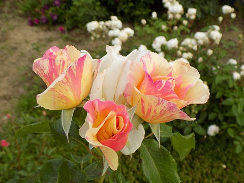 DSCN3749.JPG