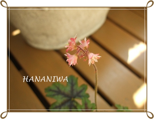 ティアレラのお花１２０４０５.JPG