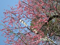 IMG_4973_R.JPG