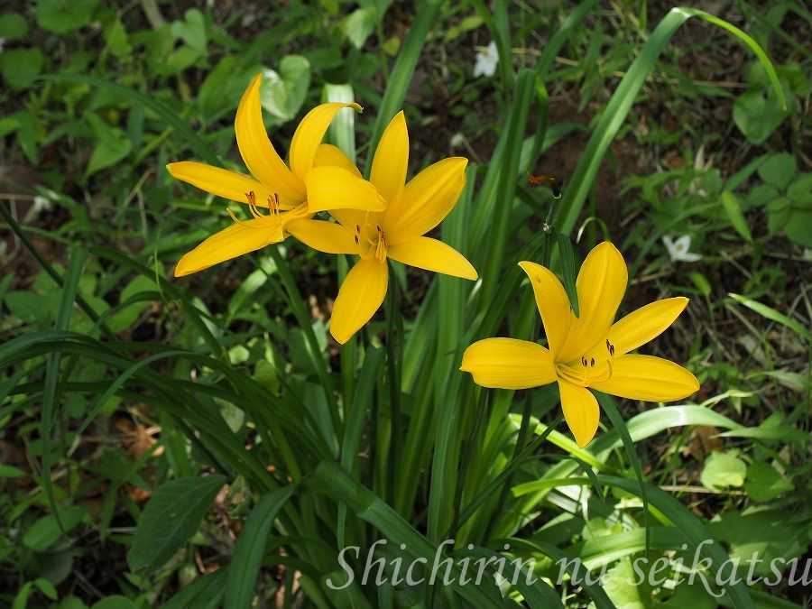 ムサシノキスゲ 浅間山にだけ咲く花 七輪な生活 そして 東京の自然 楽天ブログ
