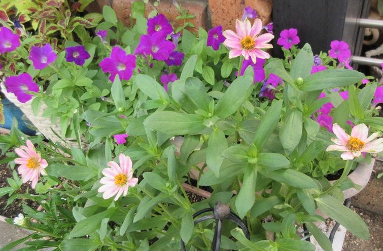 ジニアプロフュージョンの育て方と日々草の蕾 カミキリムシを見つけた 狭い庭を花いっぱいにする育て方 楽天ブログ