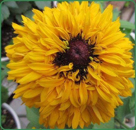 ルドベキア大好き 1年草 ２年草 多年草があります 狭い庭を花いっぱいにする育て方 楽天ブログ