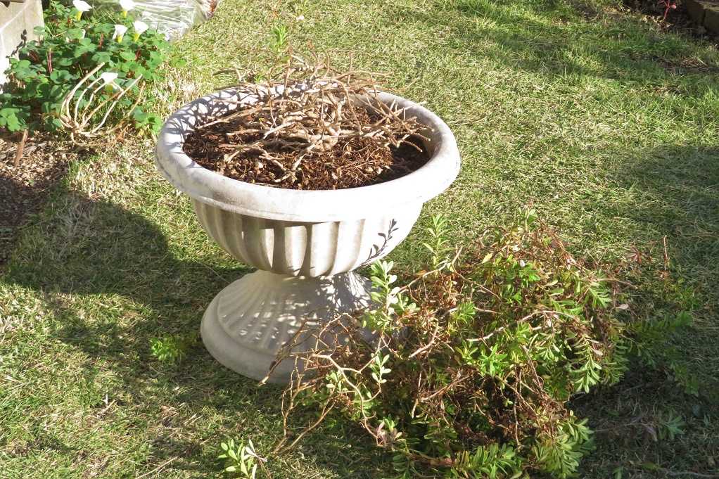 趣味の園芸 ミリオンベルの切り戻しと挿し芽 葉牡丹と西洋桜草の苗 ヒナゲシ発芽 網目ホオズキ 干し柿ほぼ完成 大分金太郎の花鳥蝶月 楽天ブログ