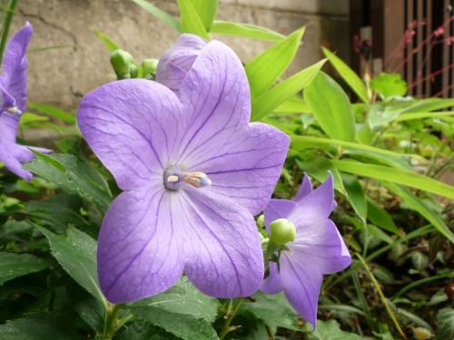 P1150345 (500x375).jpg