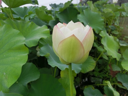 赤堀蓮園