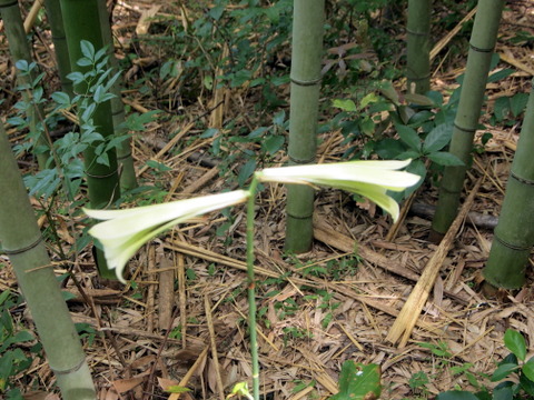 花の下に葉の無い様子。