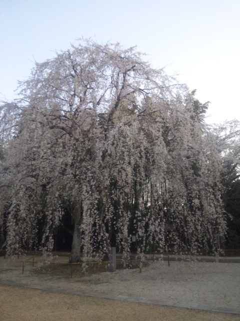 栄福寺の枝垂桜