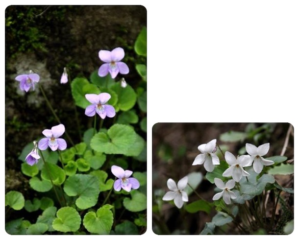 樹木公園-3 スミレ 15.4.18