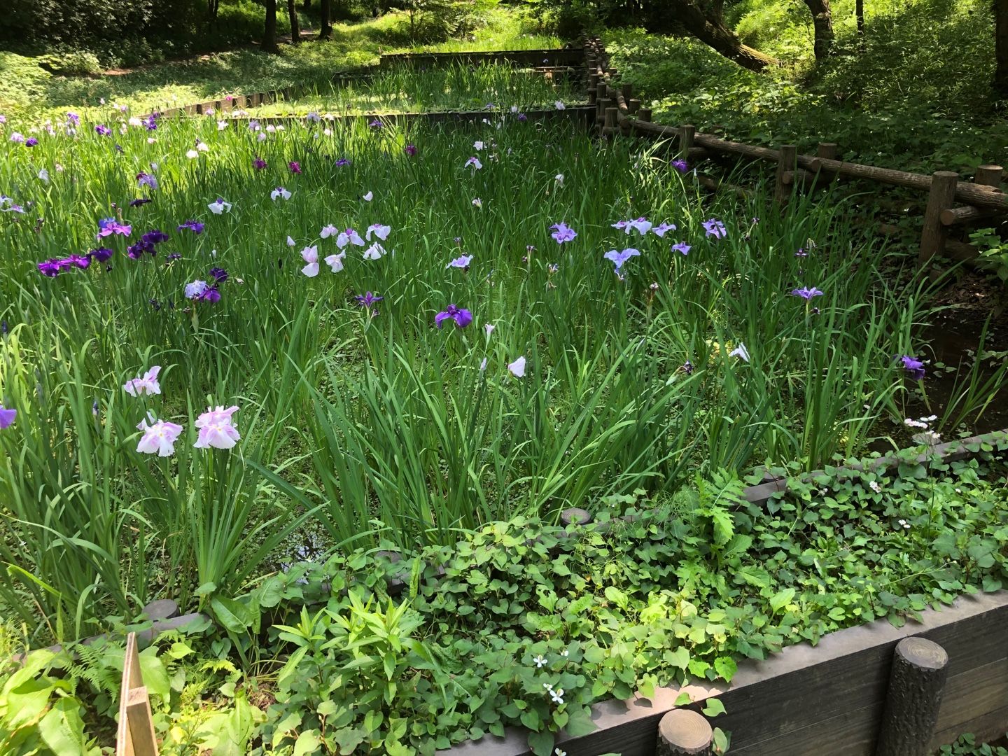 県立四季の森公園までランニング | カスタードのときたまダイアリー - 楽天ブログ