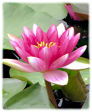 lotus-2.jpg