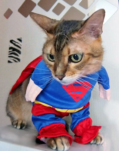 ハロウィン　コスチューム　Halloween　cat　ペット　猫　ねこ　ネコ　スーパーマン