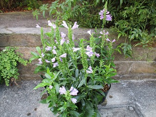 IMG_1014ss.jpg
