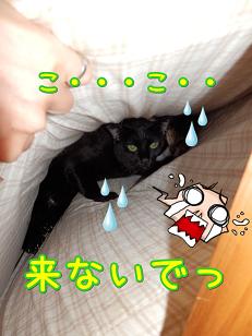 鈴来ないで欲しい.JPG