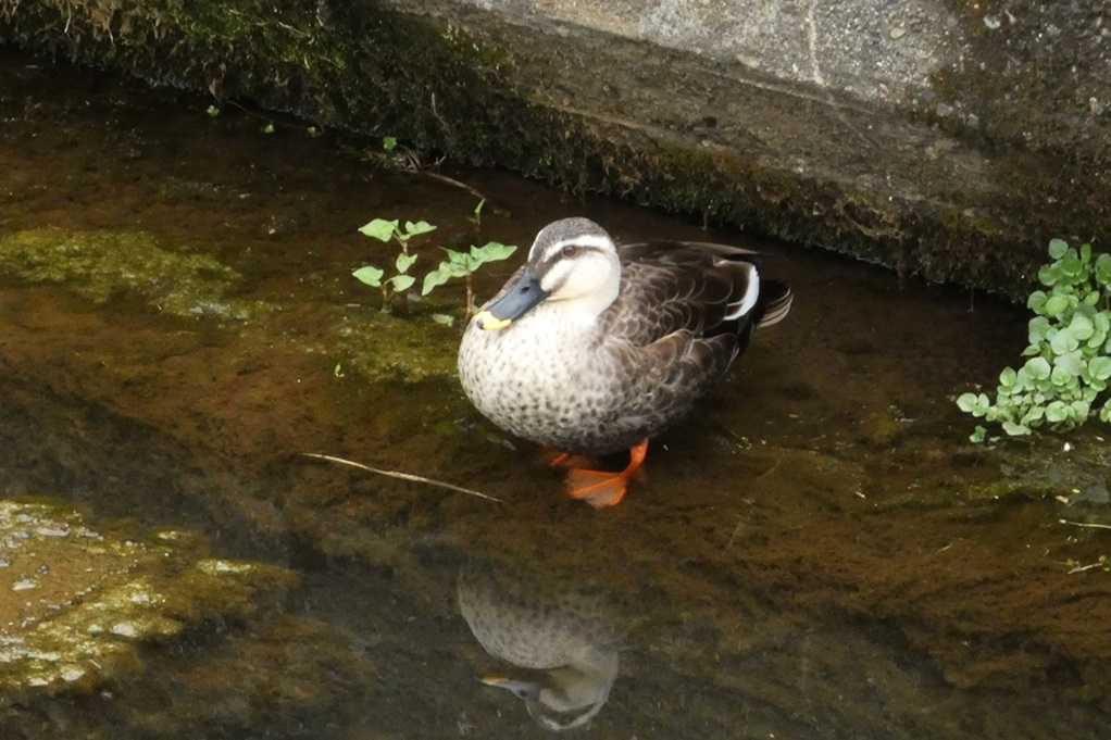 515