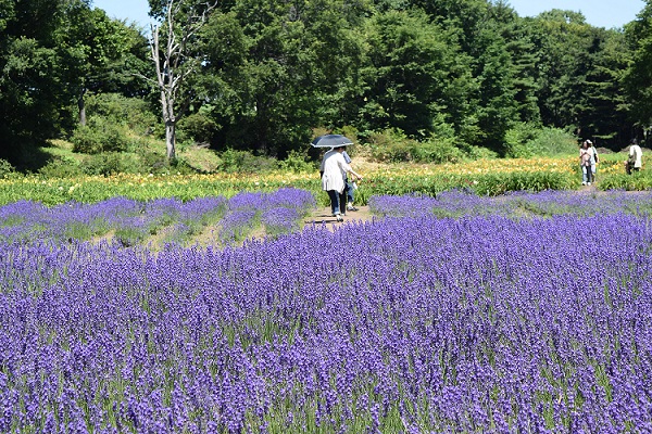 ヘメロカリス前のラベンダー