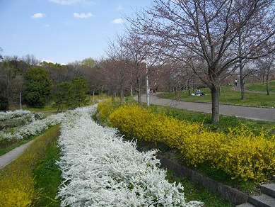 山田池公園　ユキヤナギとレンギョウ