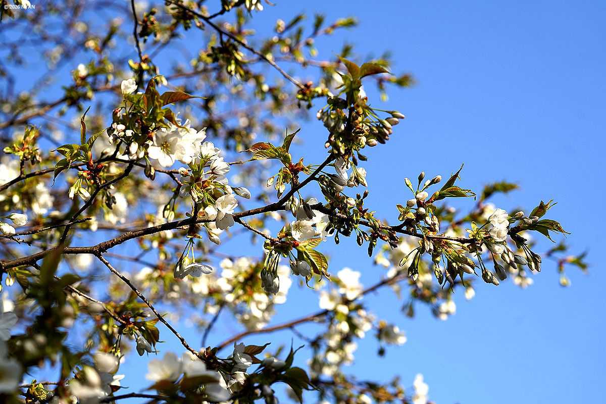 オオシマザクラ（大島桜、バラ科）