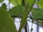 2012年９月15日の膨らみつつある朝顔の蕾