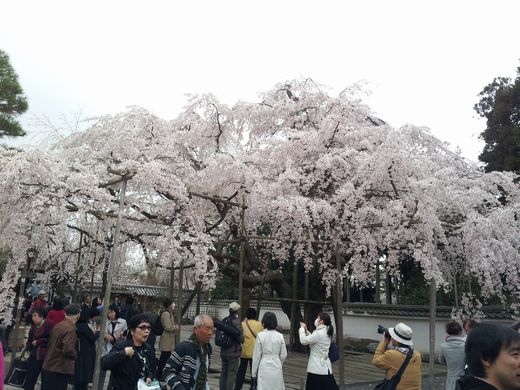 20130331_103907 醍醐寺
