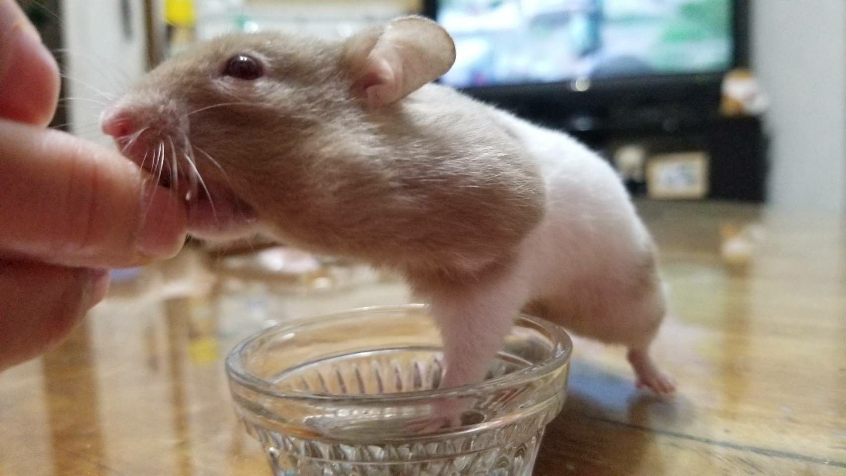 ハムスター キンクマ 趣味いっぱい 丿 楽天ブログ